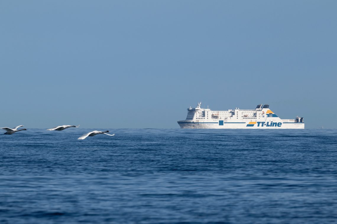 Nils_Holgersson_off_Moen_001